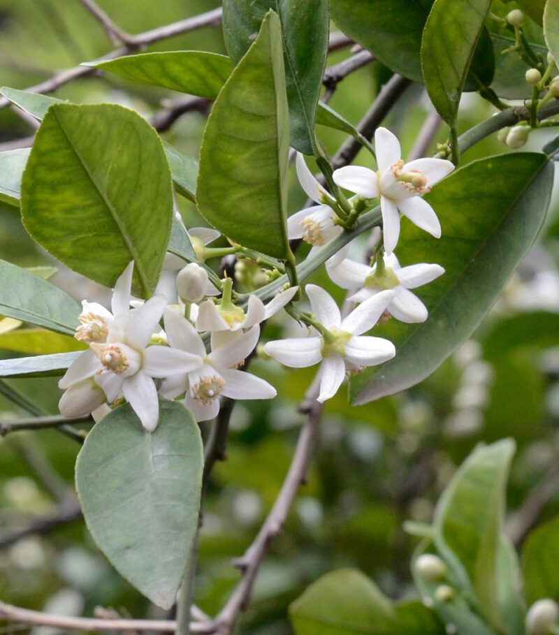 Petitgrain – Citrus aurantium – Volitiv